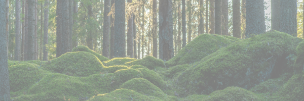 Birthstone Wax Melts: Your Complete Guide to Crystal-Inspired Home Fragrance