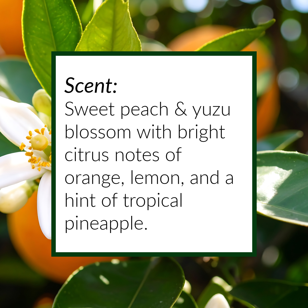 Close-up of orange blossoms with text describing the scent of our red agate stone Wax melts